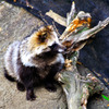 raccoon_dog