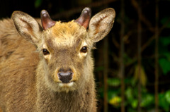 deer_05