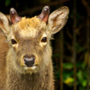 deer_05
