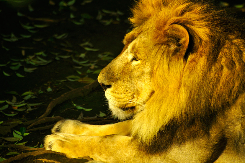 lion_02