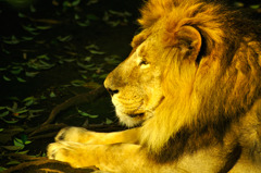lion_02