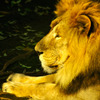 lion_02