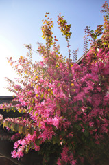 花花