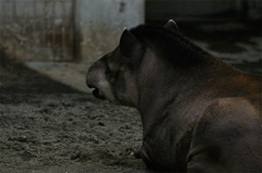 tapir