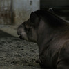 tapir