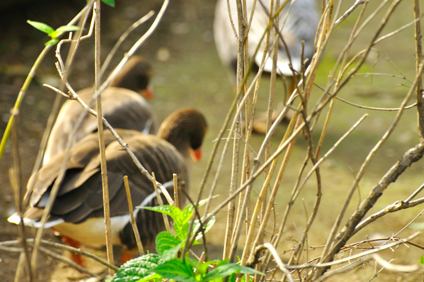 spotbillDuck_01
