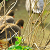 spotbillDuck_01