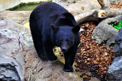 bear_01