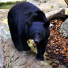 bear_01