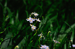 flower_03