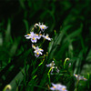 flower_03