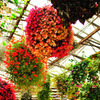 flowerBall 02