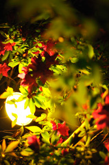 light_flower_01