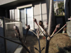 冬芽