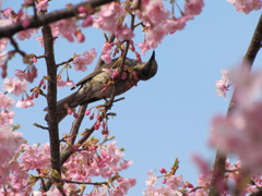 こっちの花は甘い？