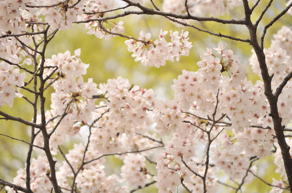 桜色と若葉色