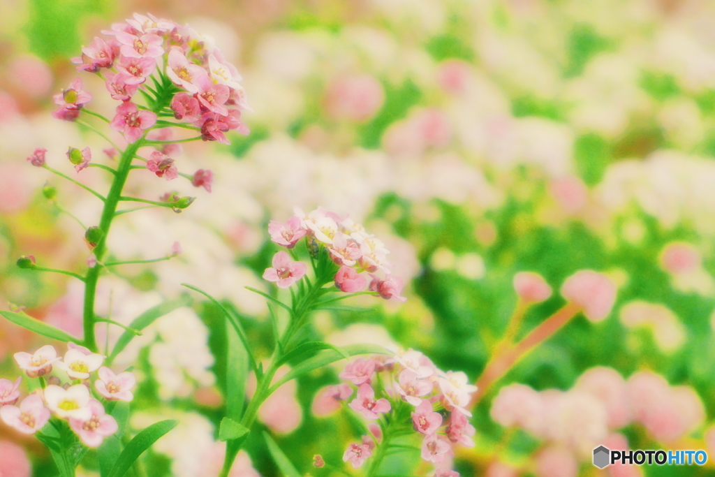 Sweet Alyssum