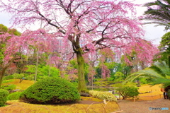 伝法院庭園のしだれ桜