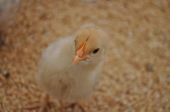 ﾋﾟﾖﾋﾟﾖ