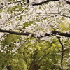 桜並木