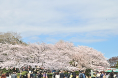 晴れ間が見えると本当にぽかぽかでお花見も楽しいですよね♪