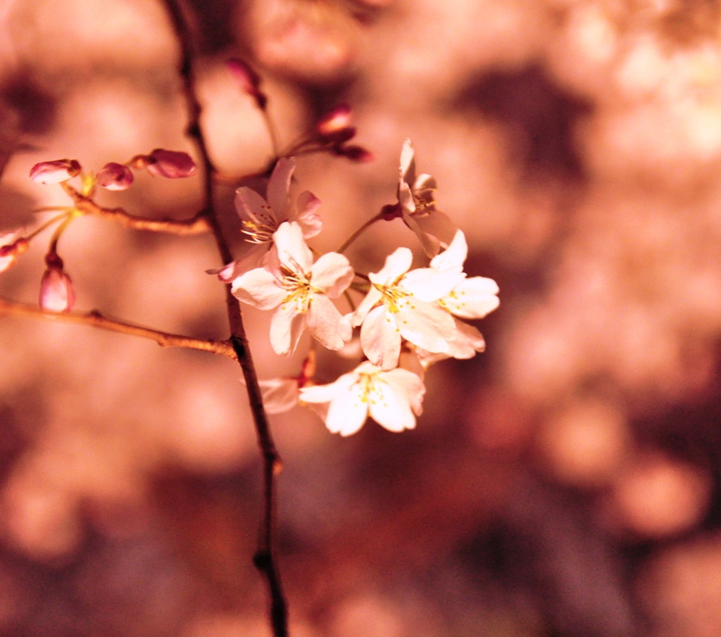 桜色
