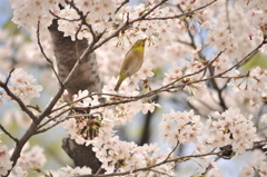 めじろちゃん強し。。