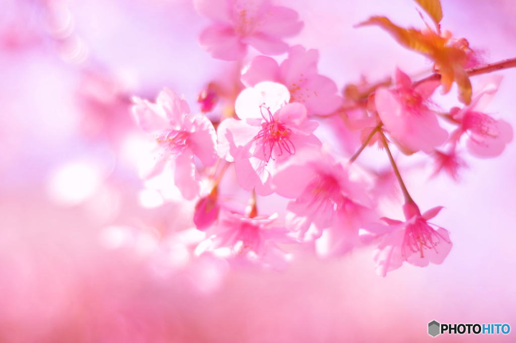 春、ふわり。