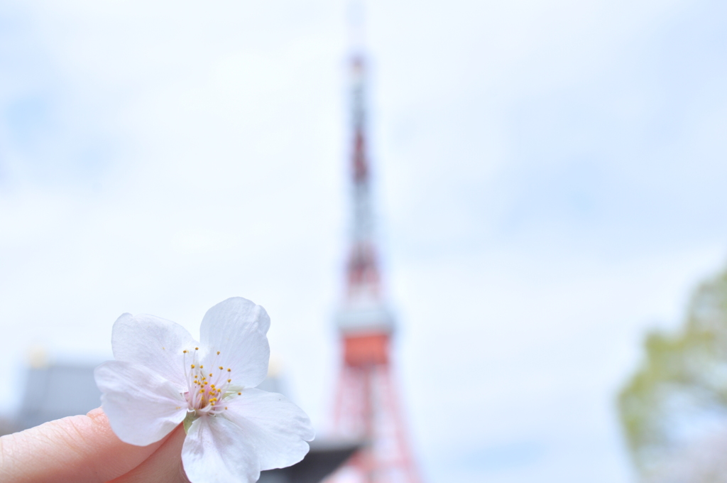 東京タワー来たよ☆