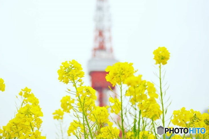 菜の花と東京タワー