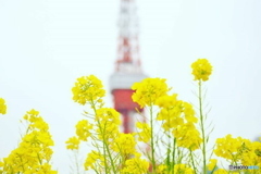 菜の花と東京タワー