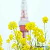 菜の花と東京タワー
