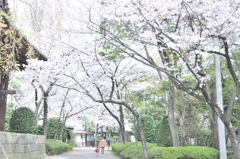 桜のトンネルを歩く親子が微笑ましいね