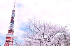 桜色って優しくって柔らかい