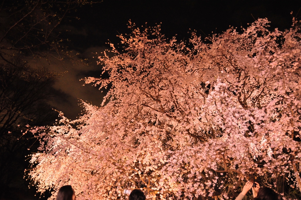 咲き始めの桜って雨風にも負けないで咲き続けるんだってね
