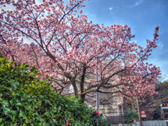 桜