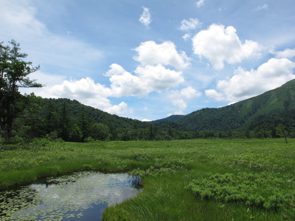 尾瀬の池塘