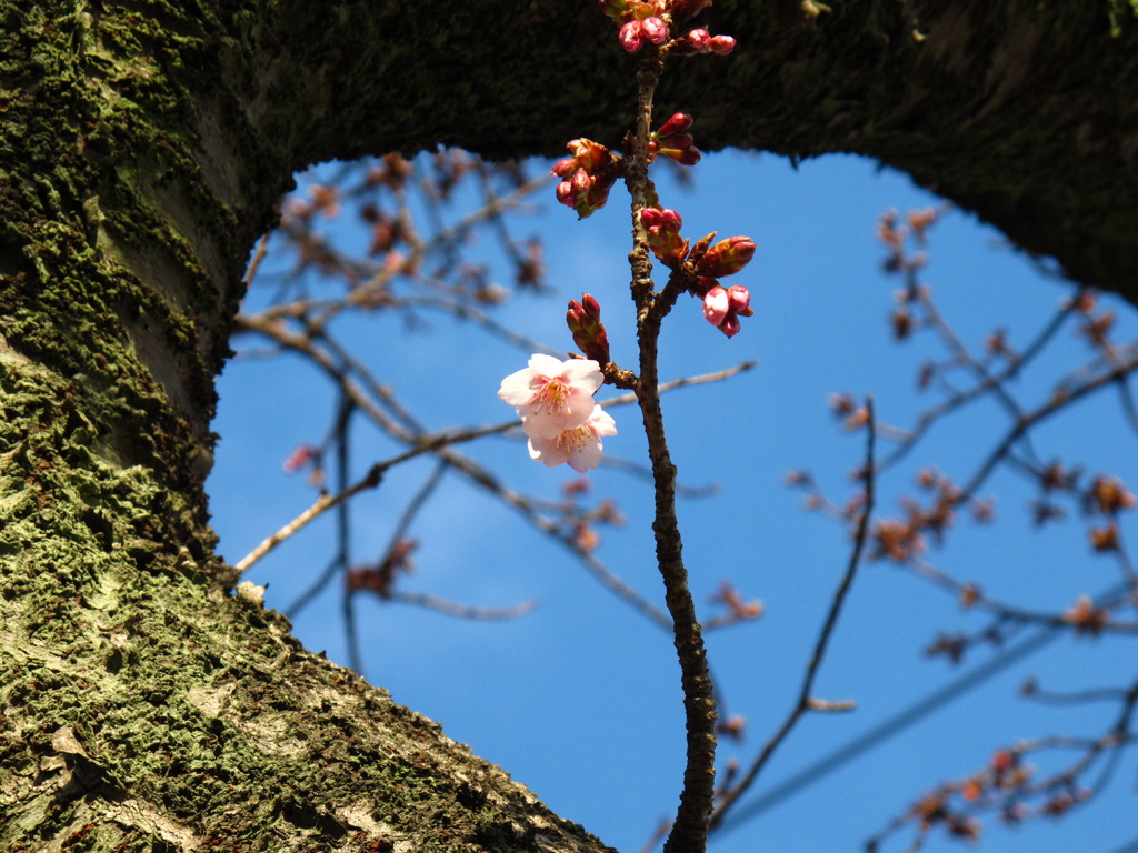 熱海の桜