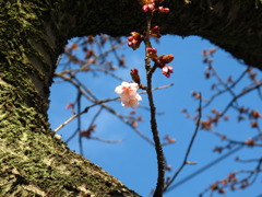 熱海の桜