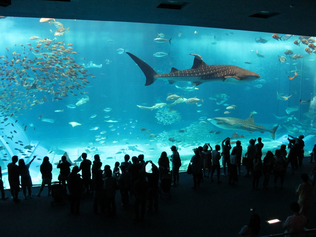 美ら海水族館