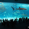 美ら海水族館