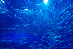 IMGP0758