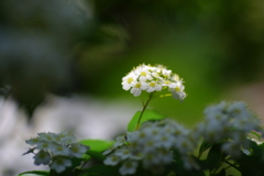 IMGP1025