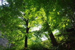 IMGP3025