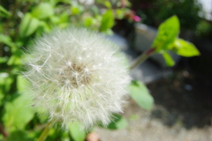 IMGP1795