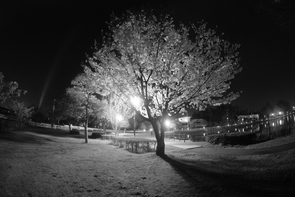 IMGP1461
