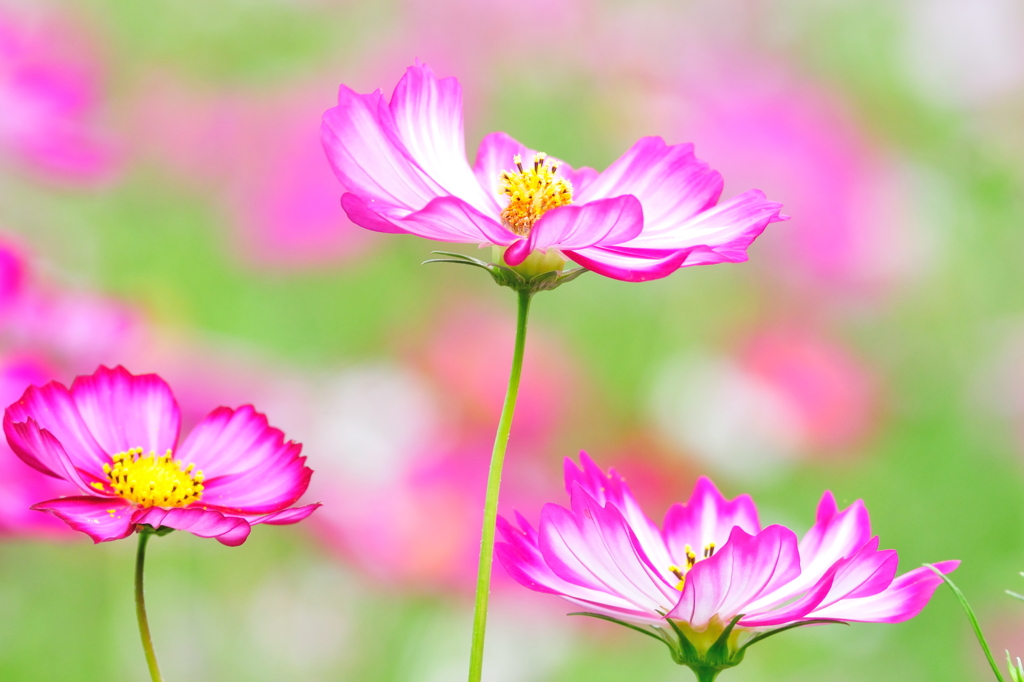 百花繚乱