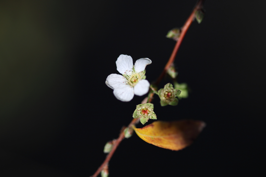 一つだけの花