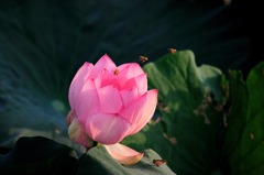 蜜を求めて