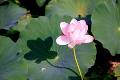 陰陽